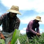 Propostas visam garantia de direitos dos trabalhadores do campo - Foto: MDA