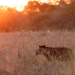 Levantamento revela que anta não está extinta na Caatinga