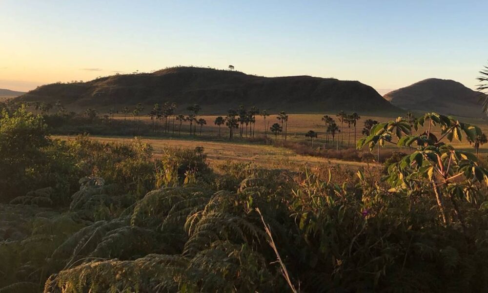 Conselhos de Biologia repudiam projeto que derruba proteção a campos naturais