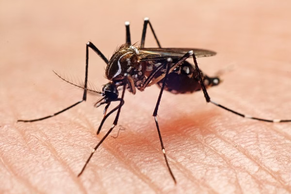 Dengue: número de mortes sobe e vai a 323 no DF em 2024