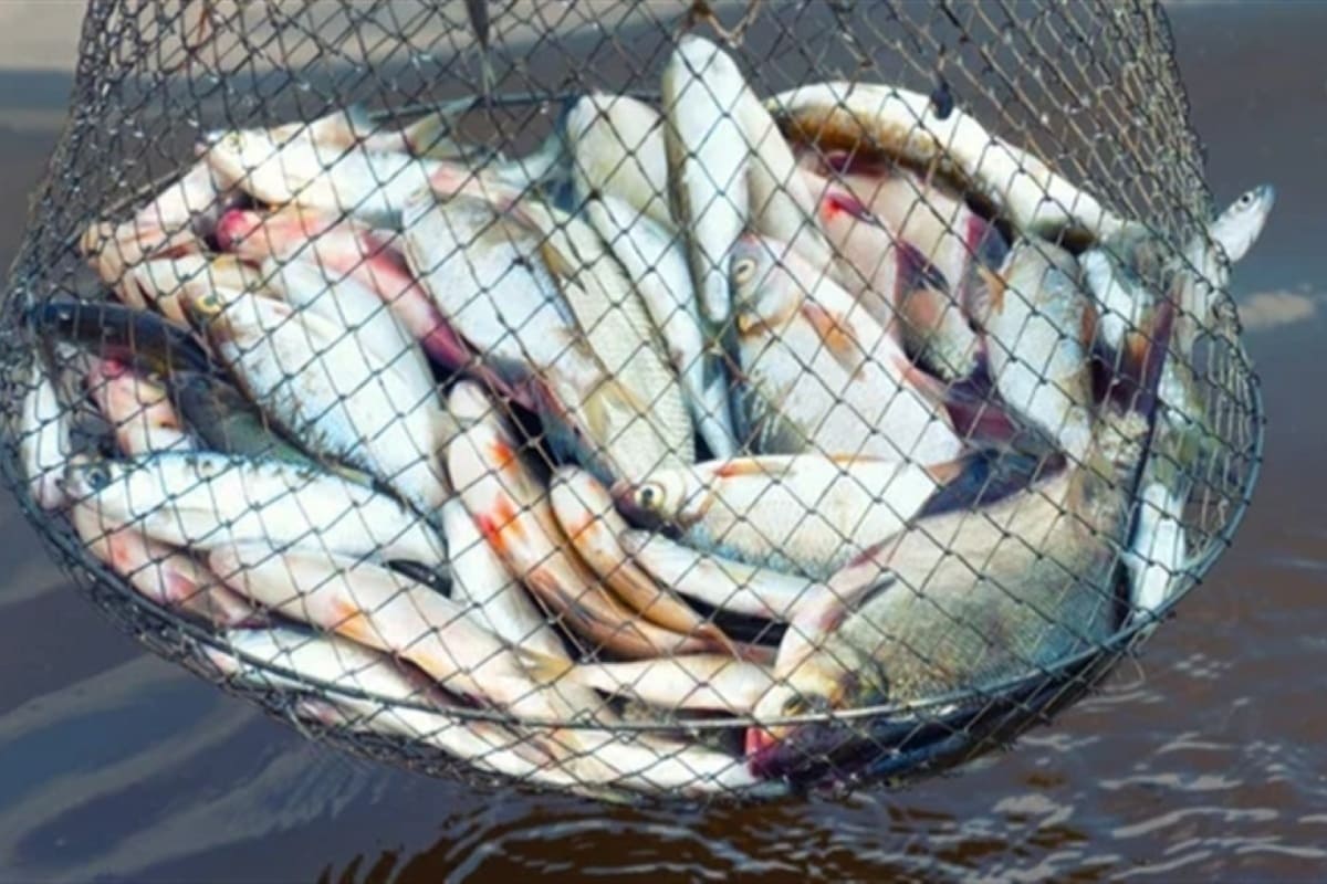 Produção intensiva de pescado será apresentada na AgroBrasília