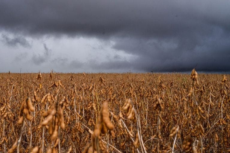 RS: Cepea faz pré levantamento das perdas no agro e avalia impactos de desabastecimento