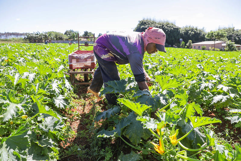 Agro do Quadrado: Produção de hortaliças do DF abastece a mesa dos brasilienses