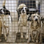 Centro de Controle de Zoonoses tem cães e gatos, em boas condições de saúde, à espera de adoção | Foto: Joel Rodrigues/Agência Brasília