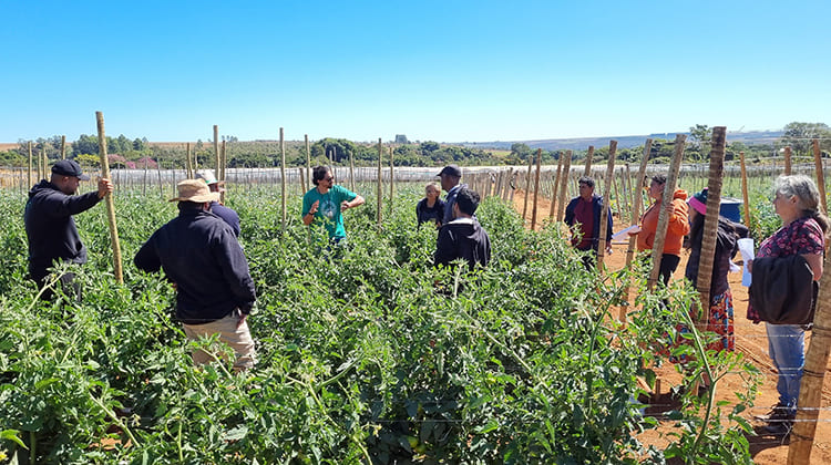 Manejo de hortaliças é destaque na Semana do Produtor Rural de Sobradinho