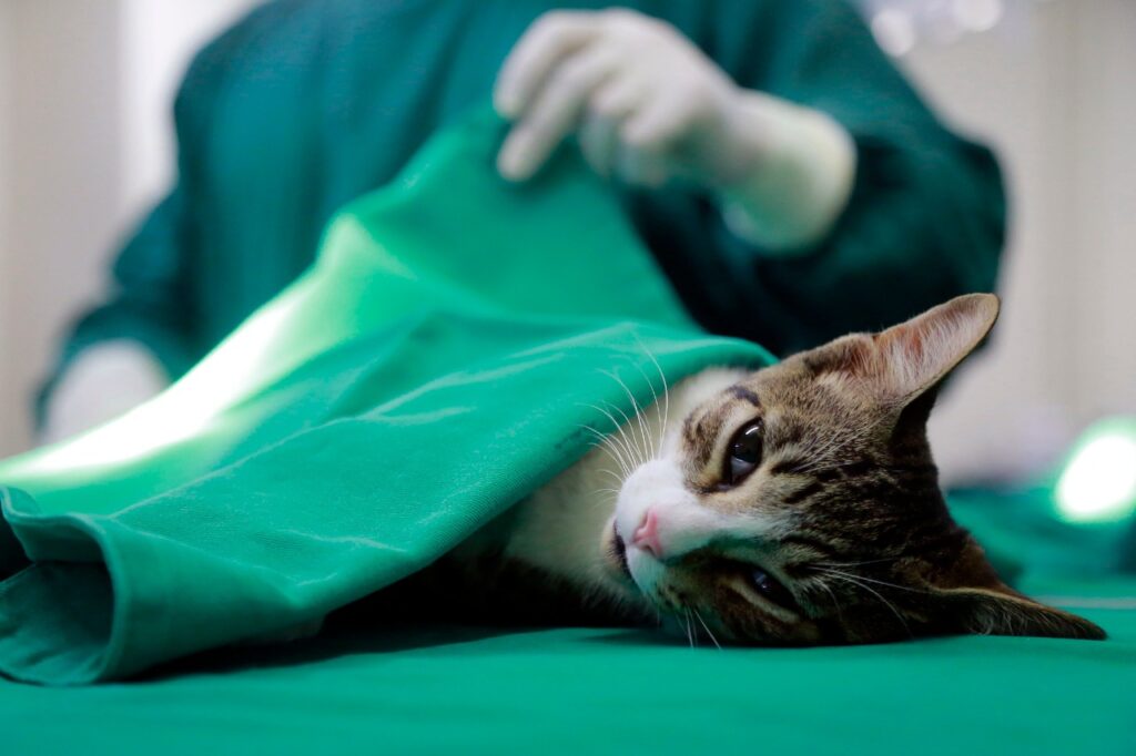 Mais de 55,4 mil cães e gatos foram castrados por meio dos programas do GDF