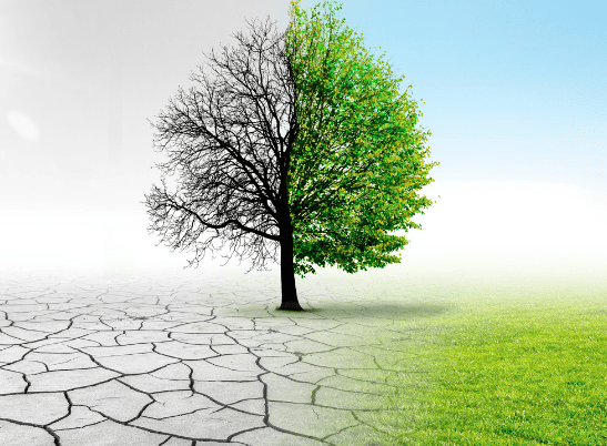 Dia do Meio Ambiente ressalta importância da preservação ambiental