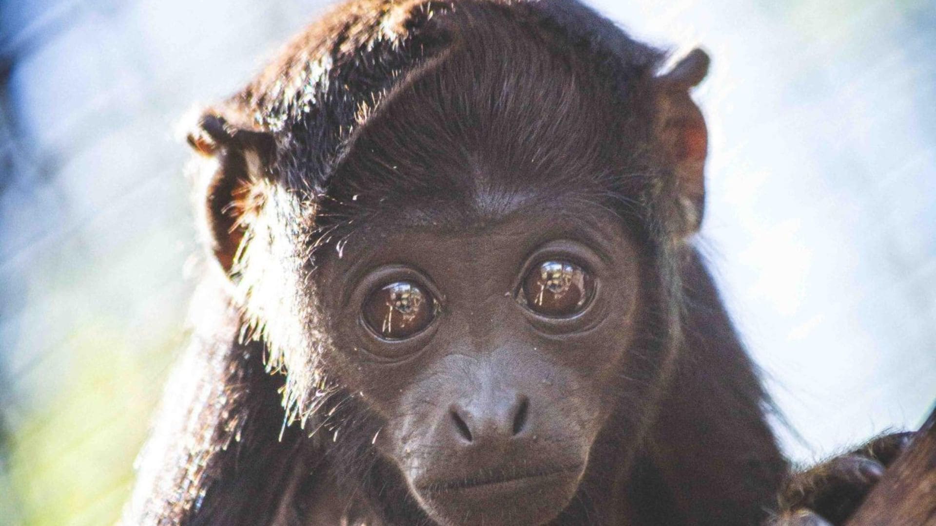 Zoo abre enquete para escolher nome de filhote de bugio-de-mãos-ruivas