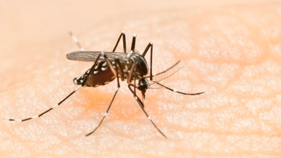 DF fecha 1º semestre do ano com 416 mortes por dengue e 36 por Covid