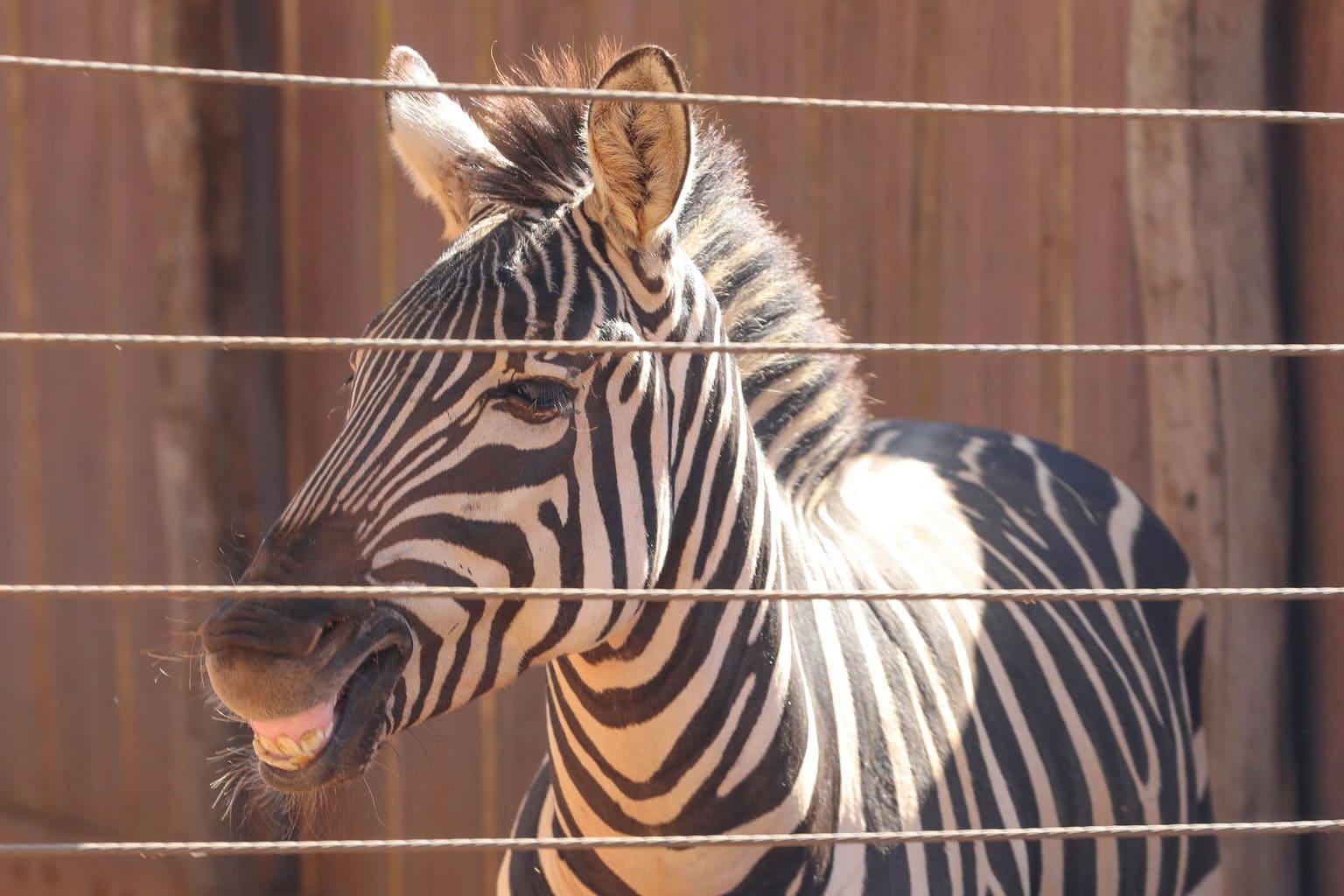 Zoo de Brasília recebe novos animais e faz sucesso com a zebra Ailin