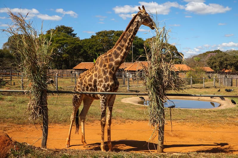 Explore o Quadrado: Diversão com os bichinhos do Zoo durante as férias escolares