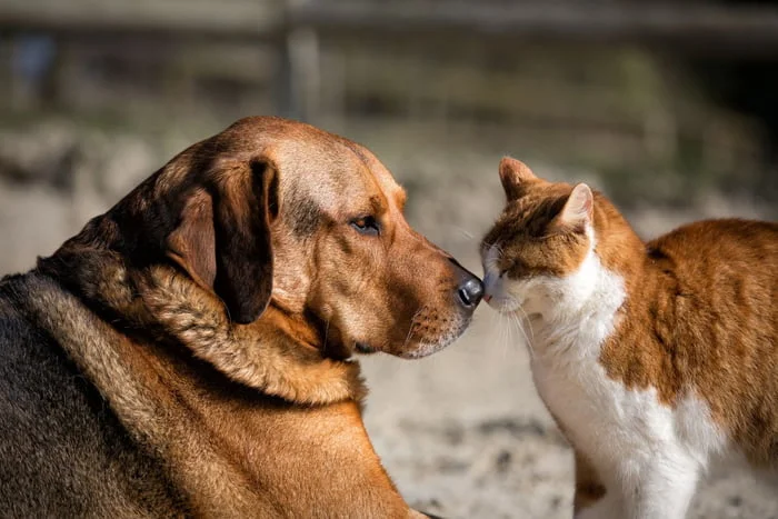 Cadastro para castração gratuita de pets será feito nesta quarta (31) e na quinta (1º/8)