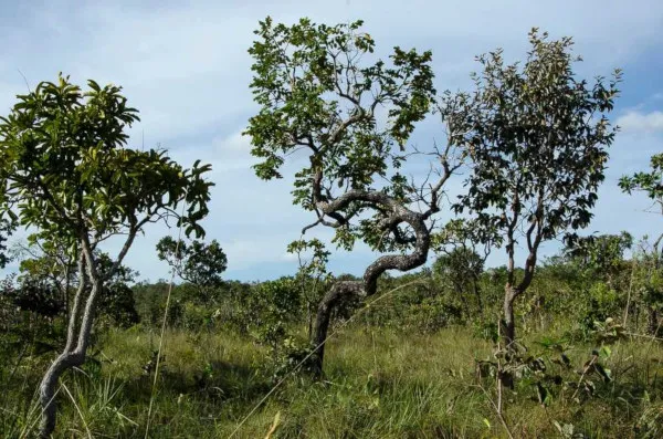 Semana do Cerrado: Ação educativa no Lago Oeste conscientiza 700 crianças sobre incêndios florestais