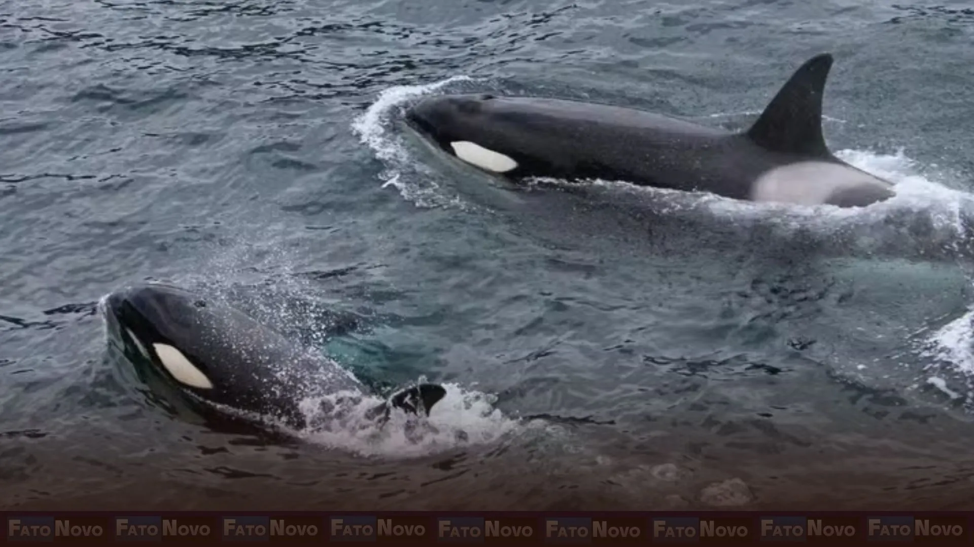 Após 50 anos, orcas retornam a local marcado pela caça desses animais