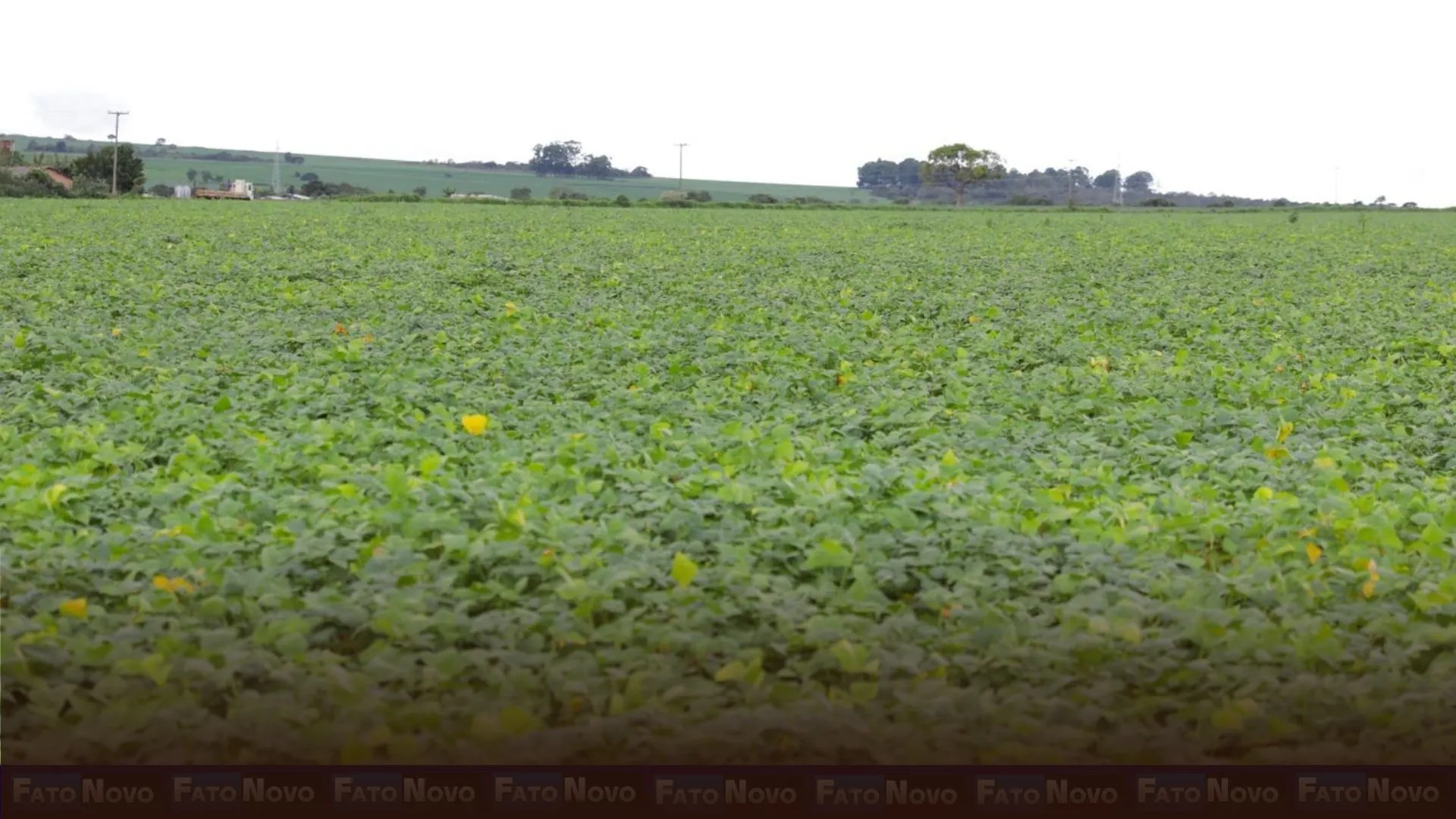 DF se destaca como referência nacional em produção agrícola