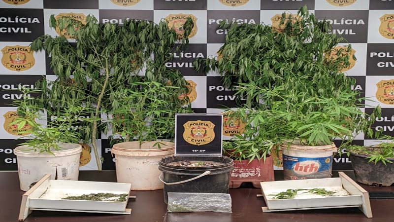PCDF prende homem que plantava maconha em casa