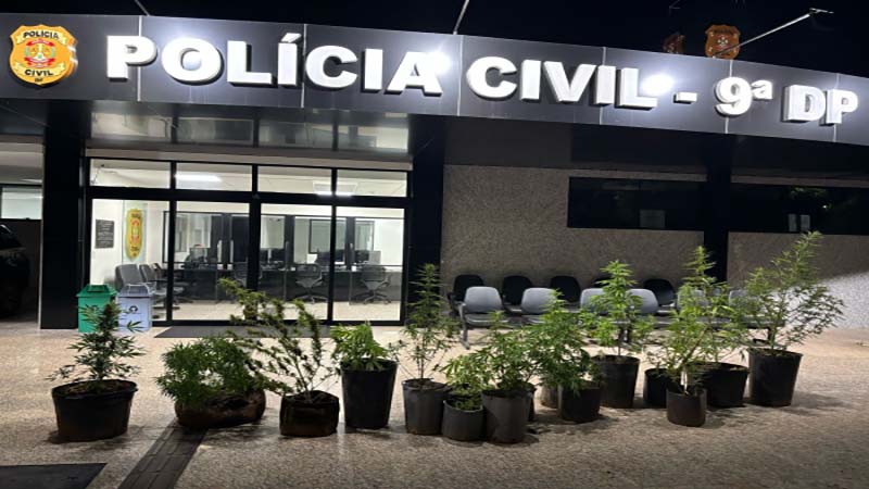 PCDF descobre pés de maconha no meio de plantação de mandioca na Fercal