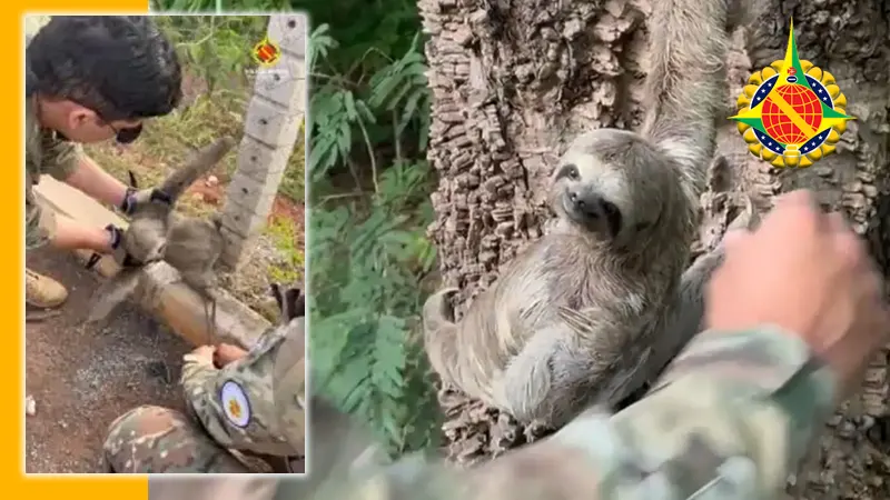 Bicho-preguiça é salvo em via urbana por equipe ambiental da PMDF