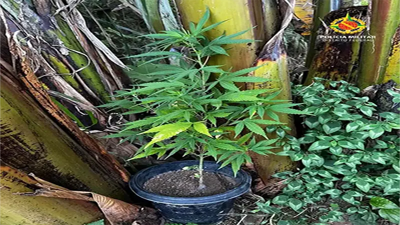 PMDF e Conselho Tutelar resgatam quatro crianças em situação de abandono no Sol Nascente e encontra maconha no quintal