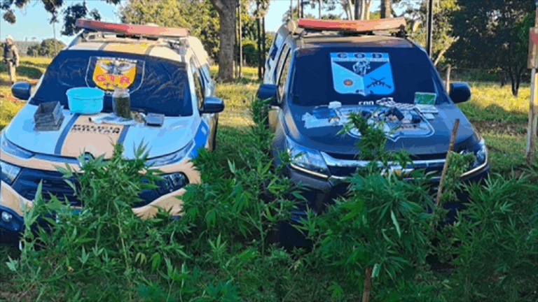 PMGO – operação integrada PMGO e PMMG resulta em prisão de foragido da justiça, apreensão de arma de fogo, além da destruição de plantação de maconha.