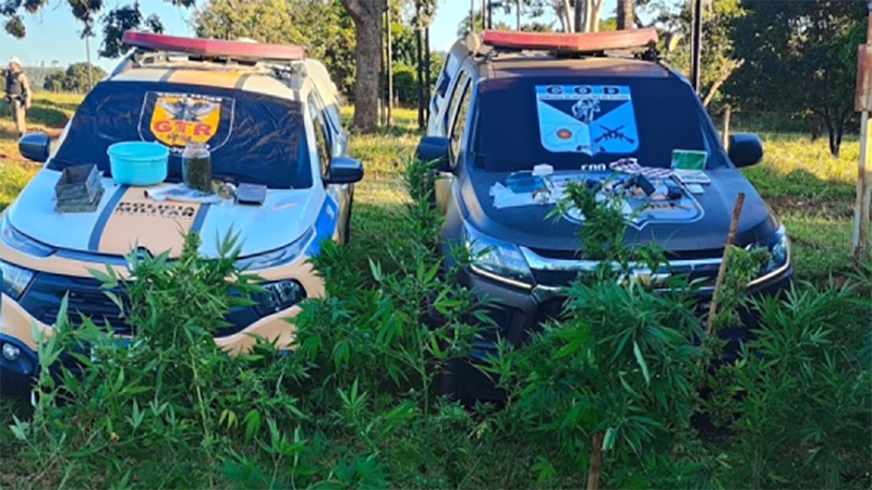 PMGO – operação integrada PMGO e PMMG resulta em prisão de foragido da justiça, apreensão de arma de fogo, além da destruição de plantação de maconha.