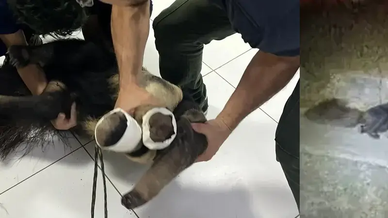 Tamanduá-bandeira é resgatado com vida após atropelamento em Sobradinho