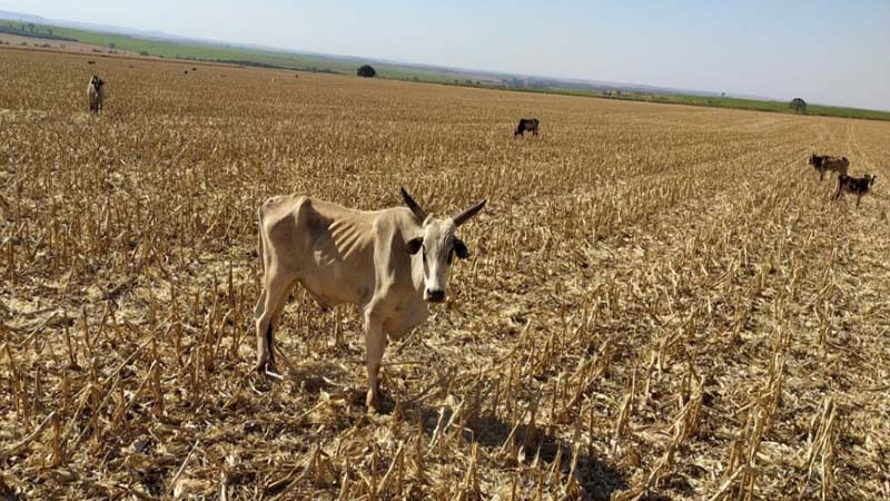 Polícia Civil investiga maus-tratos contra mais de 200 cabeças de gado em fazenda de Santa Helena de Goiás