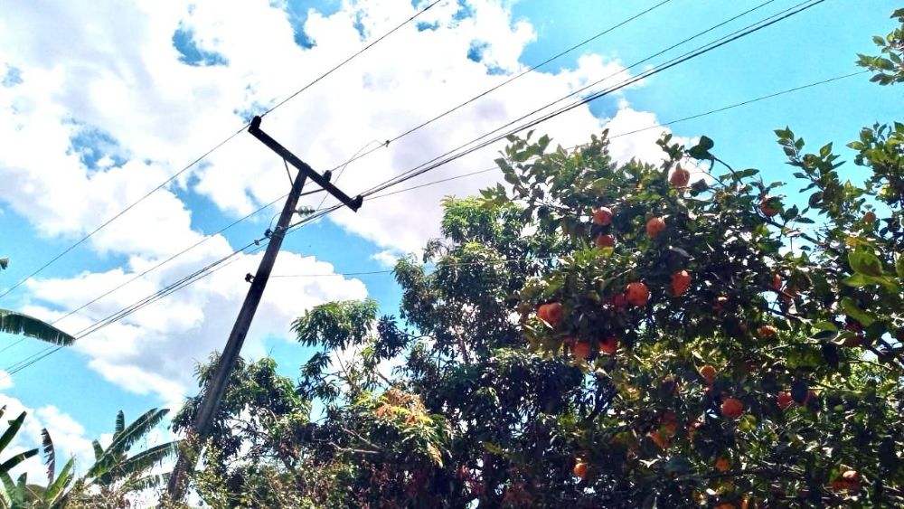 Concessionária de energia alerta para riscos de retirada de frutas próximo à rede elétrica