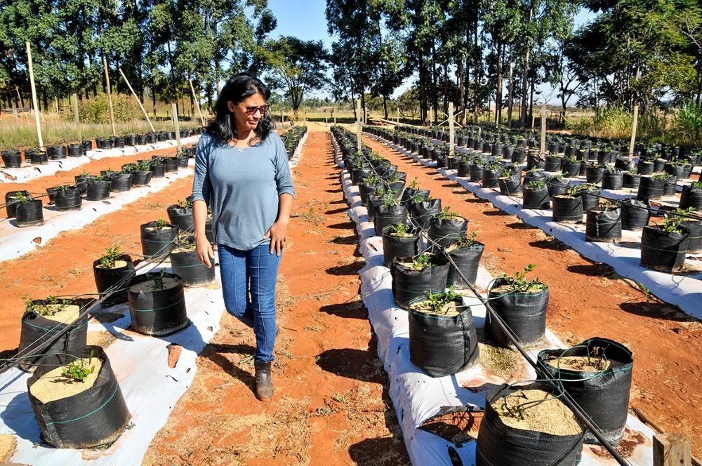 Apoio técnico e crédito rural garantem R$ 5 milhões à agricultura familiar no DF