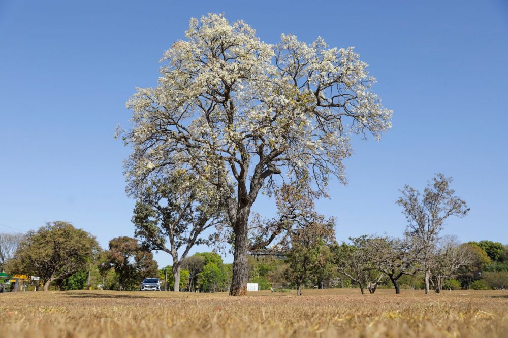 Cagaiteiras dão vida às quadras do DF e se preparam para dar frutos antes das chuvas