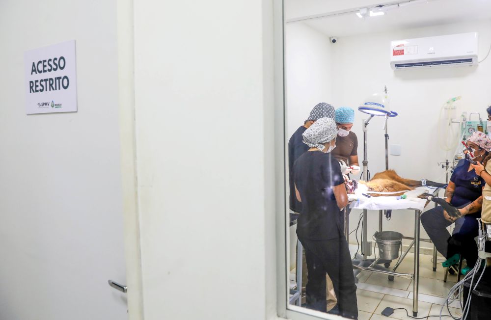 Lobo-guará fêmea resgatada na Ponte Alta do Gama recebe tratamento dentário no Hfaus