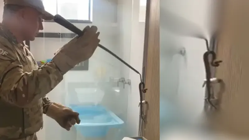 PMDF retira cobra jararaca de residência e garante segurança de moradores em Sobradinho