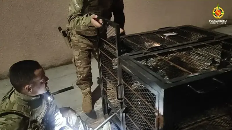 PMDF resgata lobo-guará em área urbana do Gama