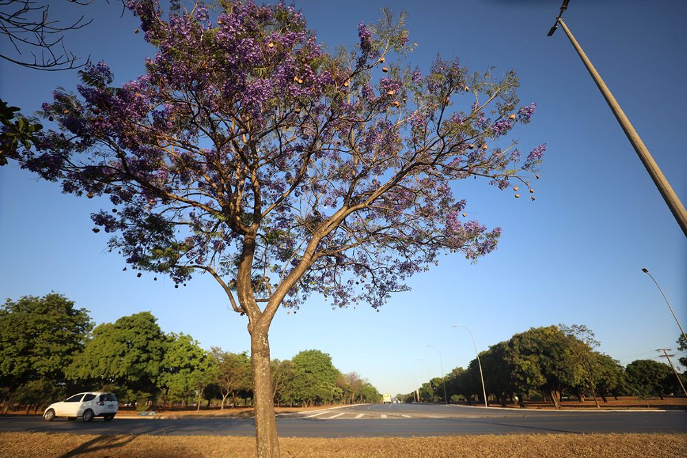 Ipês-roxos ou jacarandás-mimosos? Árvores que fascinam e confundem brasilienses