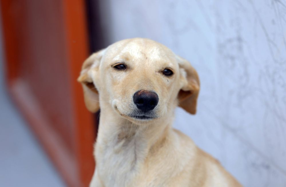 Trezentas vagas são oferecidas para castração de cães e gatos no Gama neste sábado (11)
