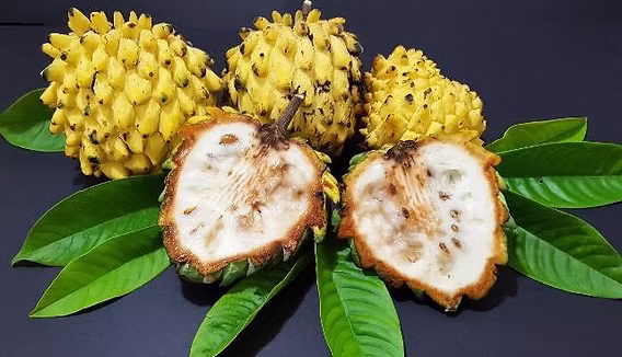 Biribá no Pará: a fruta de polpa doce dos pomares paraenses