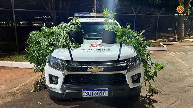 PMDF apreende quatro pés de Cannabis sativa em residência no Núcleo Bandeirante