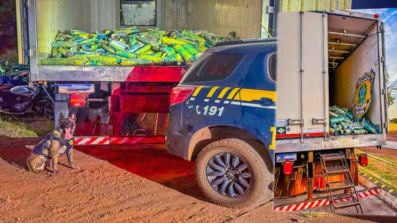 PRF apreende mais de uma tonelada de skunk em Rondonópolis