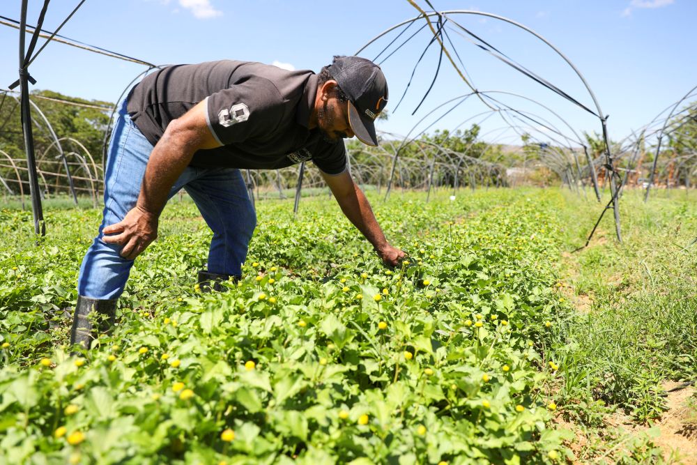 GDF impulsiona crédito agrícola com investimento de R$ 8 milhões