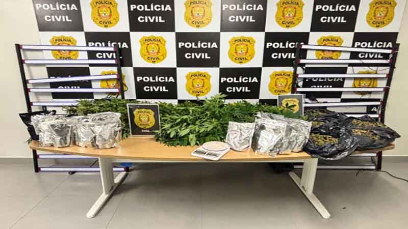 PCDF deflagra operação e prende casal por cultivo e divulgação de maconha em redes sociais
