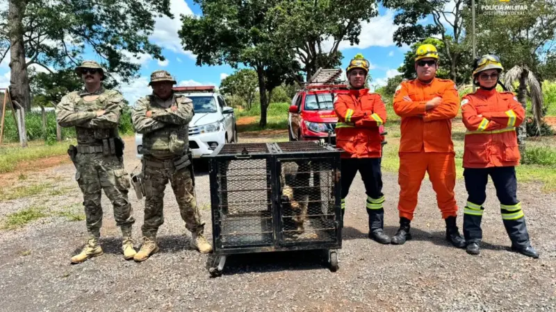 Tamanduá-Bandeira é resgatado em banheiro no Gama