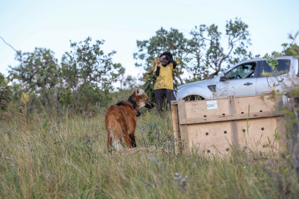 Brasília Ambiental: Ações de preservação e educação em favor do Cerrado marcam 2025