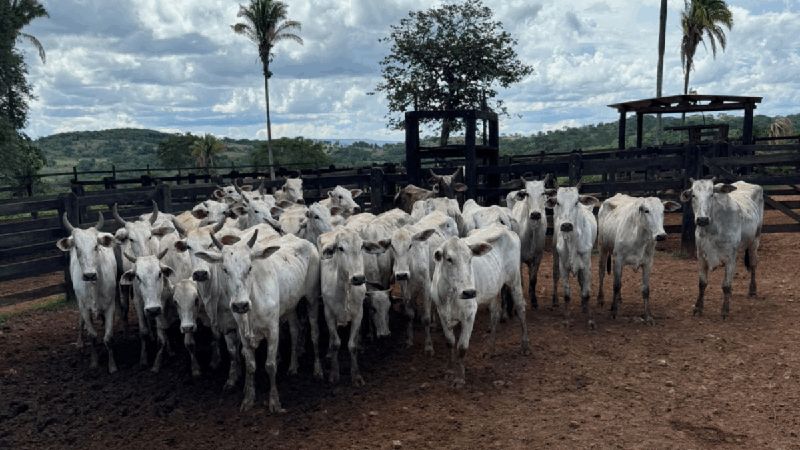 Ação integrada da PCGO e PMGO prende autores de roubo simulado e recupera rebanho em menos de 24 horas