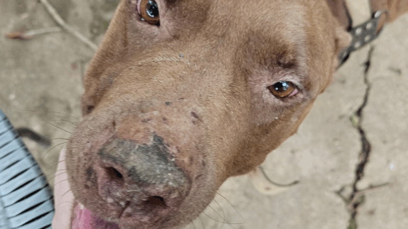 Após receber denúncia anônima, PCGO prende mulher por maus-tratos a animais em Goiânia