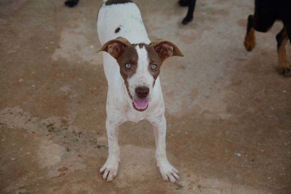 Fogos de artifício de baixo estampido protegem animais e garantem segurança no DF