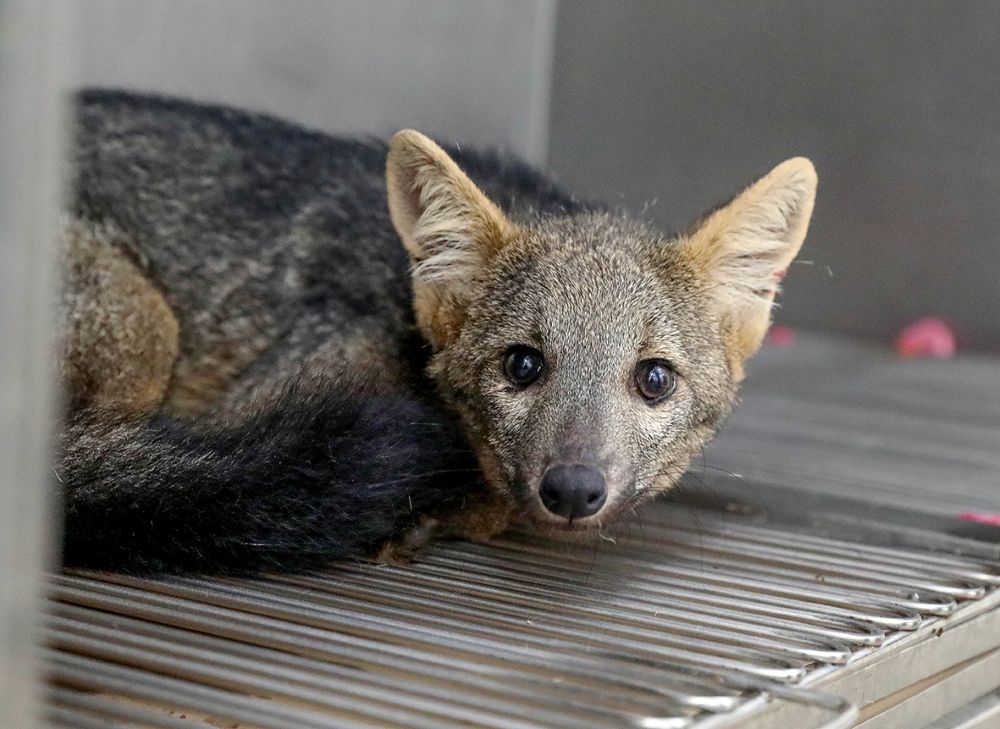 Hfaus dá as primeiras altas do ano a animais silvestres