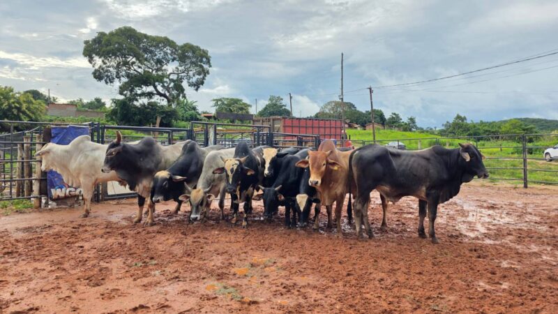 Nove cabeças de gado são recuperadas pela PCMG em Estrela do Sul
