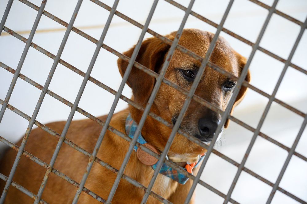 Cães resgatados pela Zoonoses esperam por um novo lar