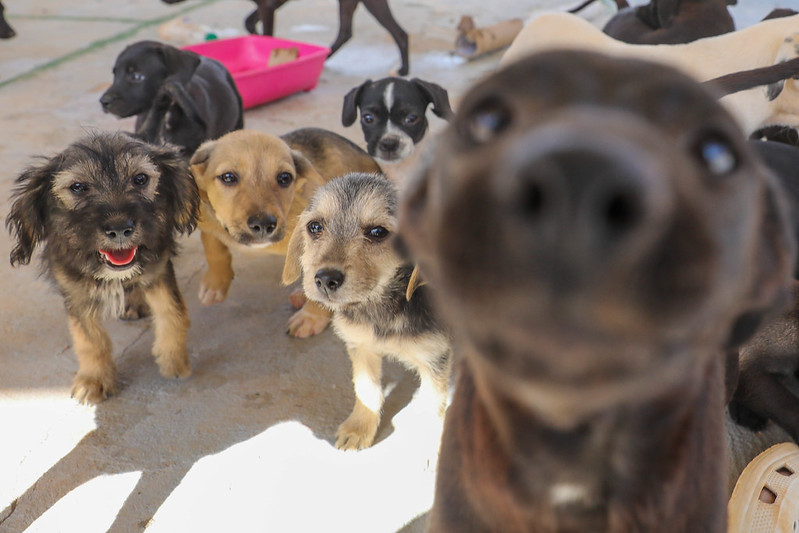 Com secretaria especializada, GDF consolida proteção animal como política pública permanente