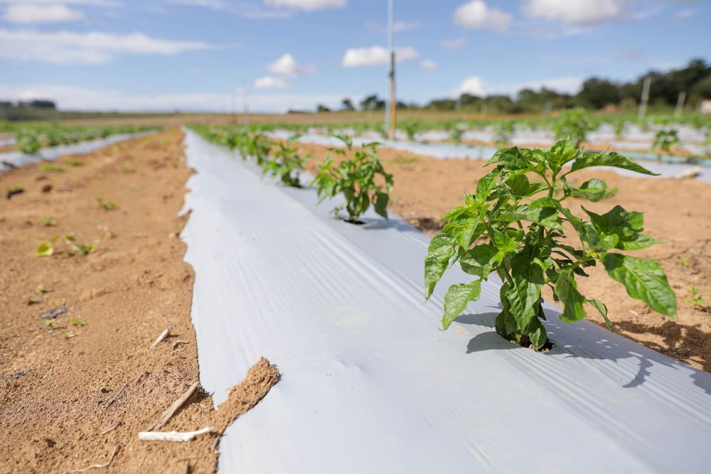 Mais de R$ 65 milhões em crédito rural impulsionam produção e transformam vida de agricultores no DF